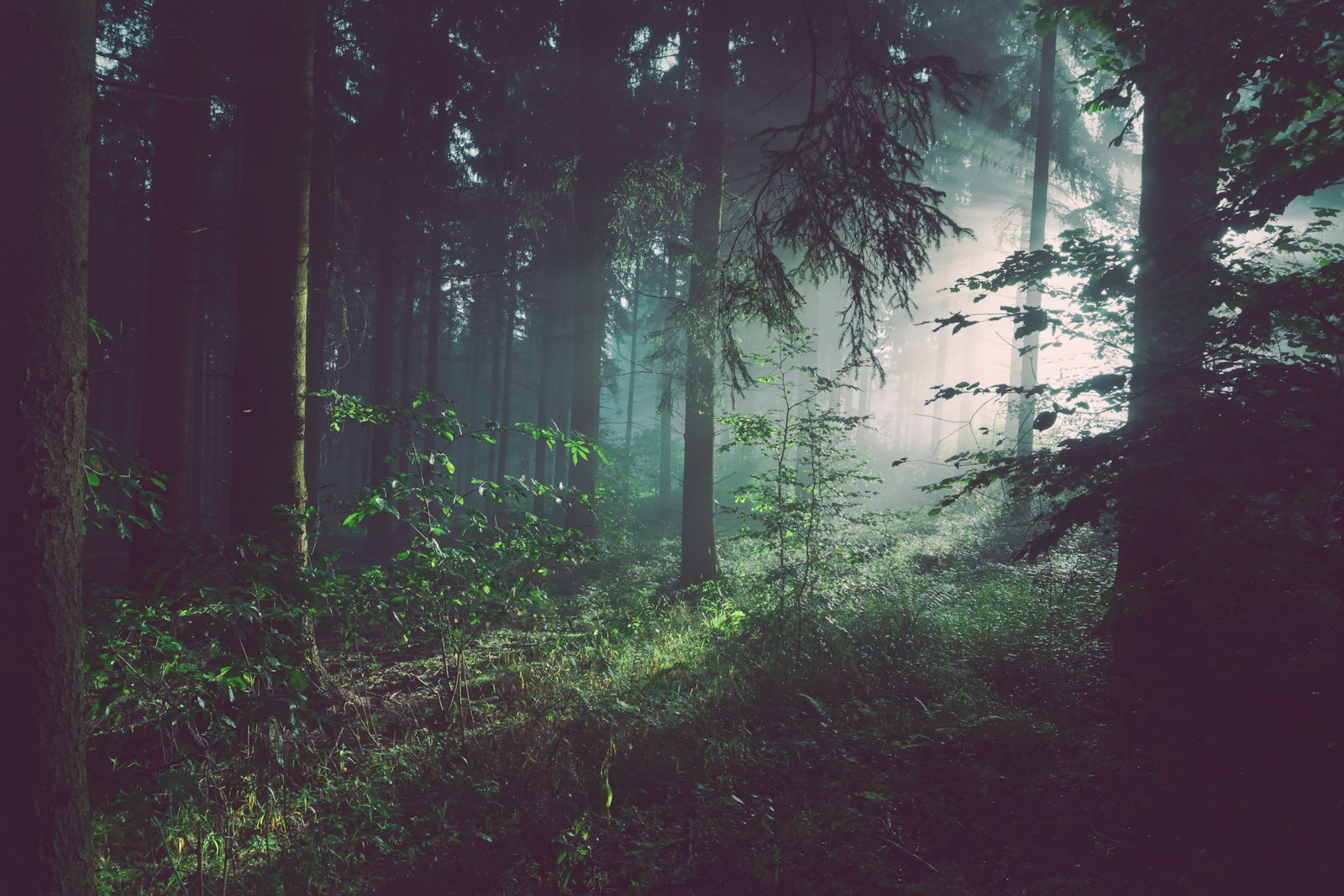 Dappled sunlight through ancient woodland